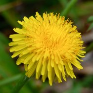 Edible and Medicinal Weeds of Glenbow