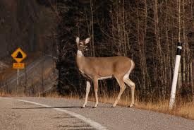 RCMP Alberta: Drivers beware – Increase in wildlife collisions