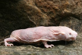 World’s Ugliest Animal Provides Cancer Clues