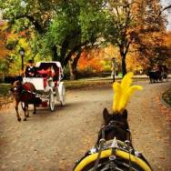Save The NYC Horse Carriages!