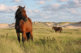 Chasing Wild Horses