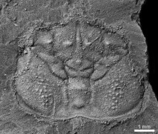 110 Million-Year-Old Crustacean Holds Essential Piece To Evolutionary Puzzle