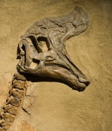 Dinosaur Rush in Alberta Continues with Leduc Fossil Find