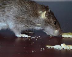 New Phone Number for Potential Rat Sightings