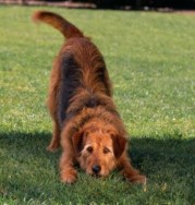 Read the Message your Dog sends with his Tail