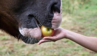 What NOT to Feed Your Horse