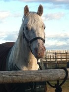 Do I Need A Premises Identification Account and Number?