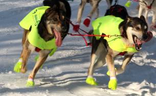 Dallas Seavey First into Nome – Iditarod XLIII Champion