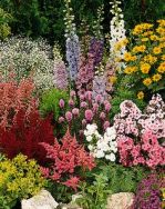 Millarville Horticulture Club: Perennials