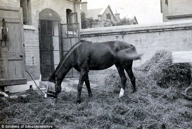 The Daily Mail: The Real Life War Horse