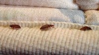 Health Canada Warns Canadians Not to Use Unregistered Bedbug Control Products