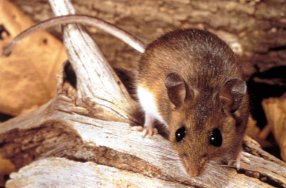 AHS Weekly Wellness News: Protect Yourself from Hantavirus