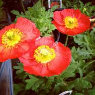 Millarville Horticulture Club: Potluck and Perennials