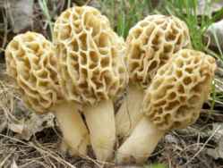 RCMP NWT – Safety and Security Awareness for the Upcoming Morel Mushroom Harvesting Season