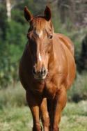 Encapsulated Stem Cells Could Accelerate Wound Healing in Horses