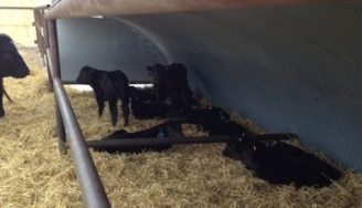 Highway 21 Feeders Ltd. Announced as Canadian Angus Association Western Feedlot of the Year