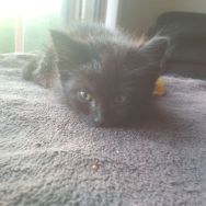 Free Spay/Neuter Clinic Coming to Turner Valley this Summer