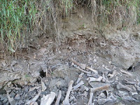 Albertans Encouraged to “Report a Find” to Share Discoveries