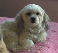 Small Dog Missing from High River for Over a Week