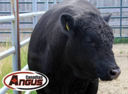 2015 Canadian Angus Gold Show Winners