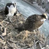 Fortis Osprey Cam Check In: Empty Nest