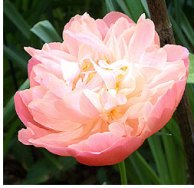 Planting Peonies and Easy Peony Care