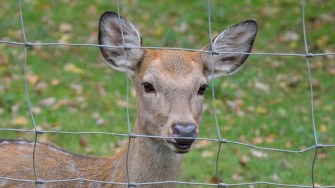 Monitoring Your Garden and Keeping Deer at Bay