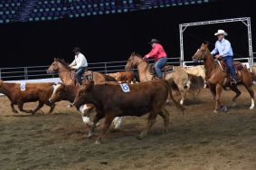 Alberta Riders Score Big Victory In Penning 10 Class