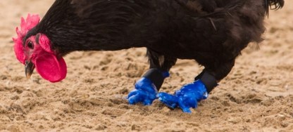 3D-Printed Feet Allow Foghorn the Rooster to Walk Again