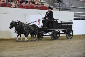 Gale Takes Lord Sterling Cup in Miniature Horse Show