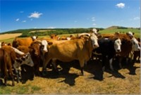 Harper Government Establishes Market Access for Beef to Ukraine