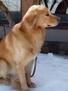 Pet free Rule Implemented at High River Town Facilities