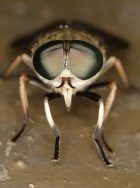 Equine Infectious Anemia