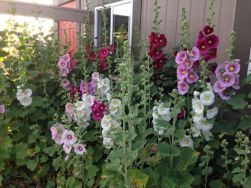 Millarville Horticultural Club: First Meeting of Season