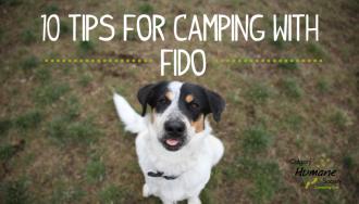 Calgary Humane Society’s 10 Tips for Camping with Fido