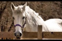 Diabetes in Horses