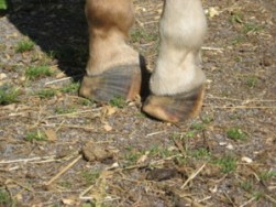 Recognizing the Signs of Laminitis