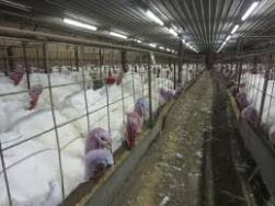 Guilty! Turkey factory farm convicted of animal cruelty following shocking undercover video