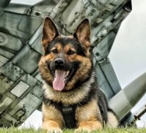 2016 Calgary Police Canine Unit Calendar