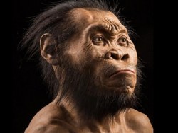 Homo naledi: Fossil Trove Adds a New Limb to Human Family Tree