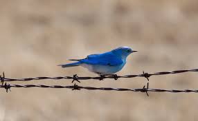 Millarville Horticultural Society: Banding Bluebirds