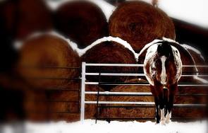 Winter Care for Your Horse