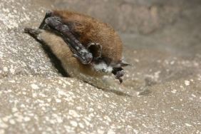 Province Extends Closures of Cadomin and Wapiabi Caves to Protect Alberta Bats