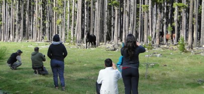 Vet Med Students from across Canada meet Alberta’s Feral Horses
