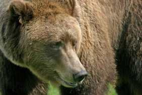GRPF January Park Talk: Kananaskis Bear Aversion Program