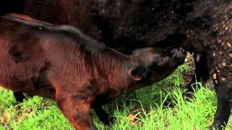 Canadian Angus Association: AC-TV Increases Frequency with Monthly Broadcasts