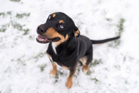 10 Questions to Think About Before you get a Pet