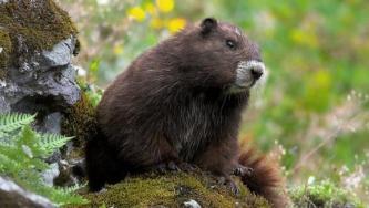 Oldest Marmot in Captivity Passes Away