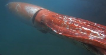 Giant squid surfaces in Japanese harbor