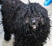 BC Government to Adopt Regulation to Protect Cats and Dogs